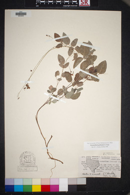 Desmodium grahamii image