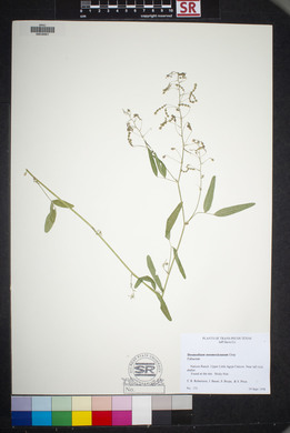 Desmodium neomexicanum image