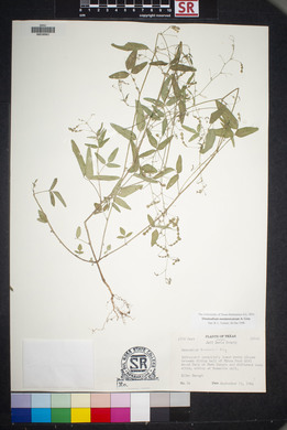 Desmodium neomexicanum image