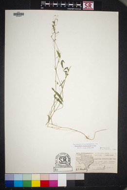 Desmodium neomexicanum image