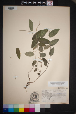 Desmodium psilophyllum image