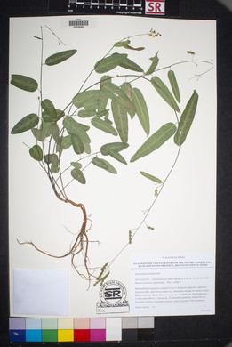 Desmodium psilophyllum image