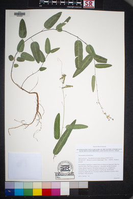 Desmodium psilophyllum image