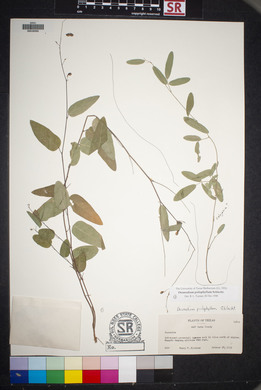 Desmodium psilophyllum image