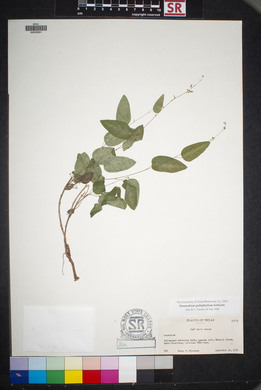 Desmodium psilophyllum image