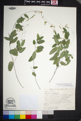 Desmodium psilophyllum image