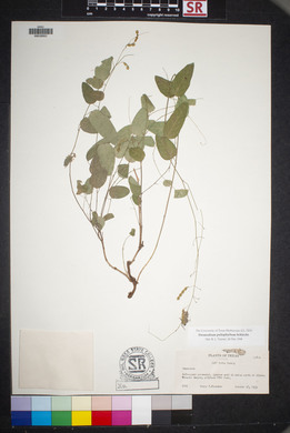 Desmodium psilophyllum image