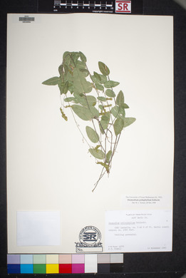 Desmodium psilophyllum image