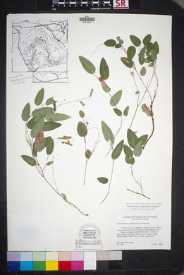 Desmodium psilophyllum image