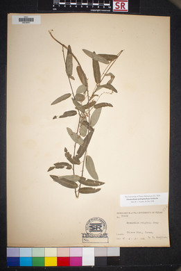 Desmodium psilophyllum image