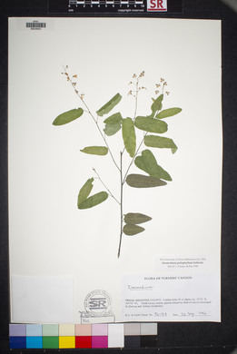 Desmodium psilophyllum image