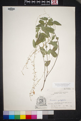 Desmodium psilophyllum image