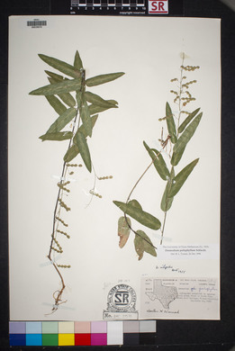 Desmodium psilophyllum image