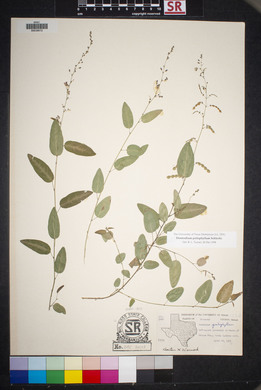 Desmodium psilophyllum image