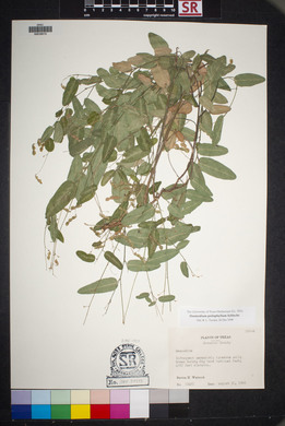 Desmodium psilophyllum image