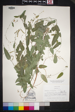 Desmodium psilophyllum image