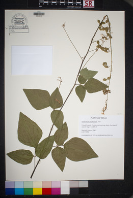 Desmodium lindheimeri image