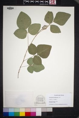 Desmodium lindheimeri image