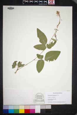 Desmodium lindheimeri image