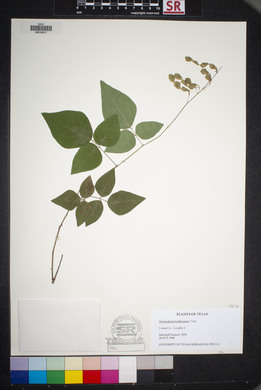 Desmodium lindheimeri image