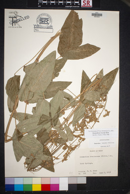 Desmodium tweedyi image