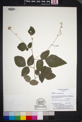 Desmodium lindheimeri image