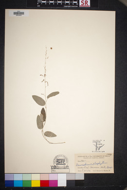 Desmodium psilophyllum image
