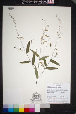 Desmodium psilophyllum image