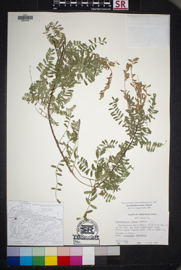 Eysenhardtia texana image