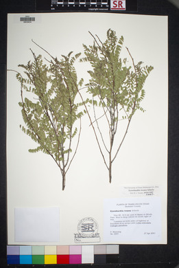 Eysenhardtia texana image