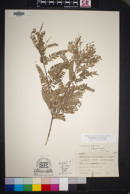 Eysenhardtia texana image