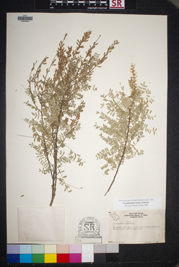 Eysenhardtia texana image