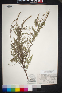 Eysenhardtia texana image