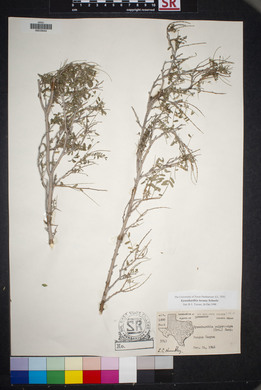 Eysenhardtia texana image