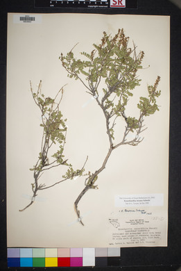 Eysenhardtia texana image