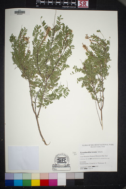 Eysenhardtia texana image