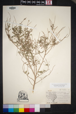 Eysenhardtia texana image