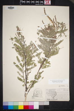 Eysenhardtia texana image