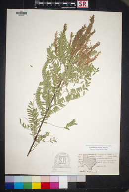 Eysenhardtia texana image