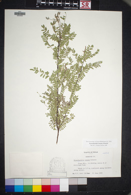 Eysenhardtia texana image