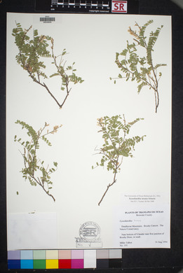 Eysenhardtia texana image