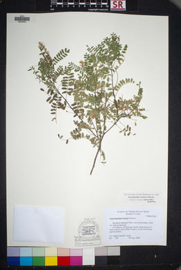 Eysenhardtia texana image