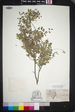 Eysenhardtia texana image