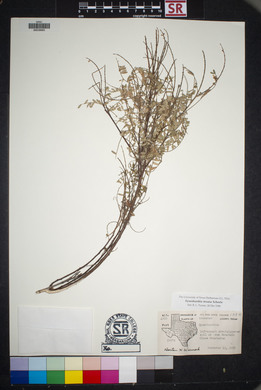 Eysenhardtia texana image