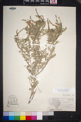 Eysenhardtia texana image