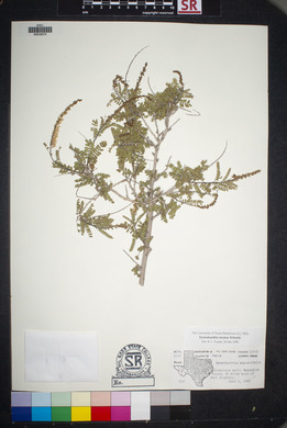 Eysenhardtia texana image