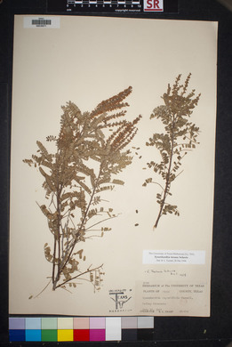 Eysenhardtia texana image