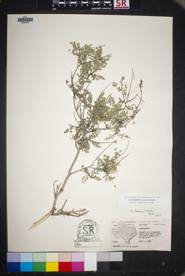 Eysenhardtia texana image