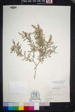 Eysenhardtia texana image