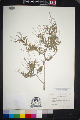 Eysenhardtia texana image